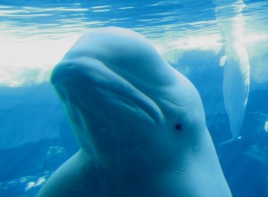 Beluga CU Beluga CU