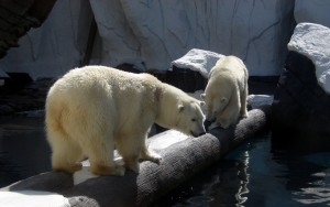 Polar Bears Polar Bears