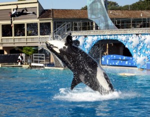 Sea World Orca Sea World Orca