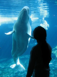 Tiger watching Beluga Tiger watching Beluga