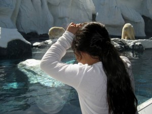 Tiger watching polar bears Tiger watching polar bears