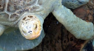 Turtle Turtle