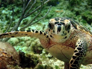 turtle